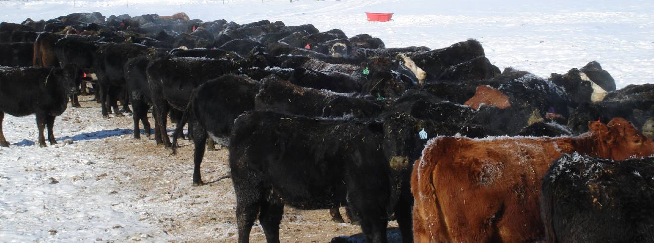 Cattle Farming Business Plan